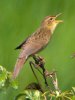 Grasshopper Warbler at Two Tree Island (West) (Steve Arlow) (118910 bytes)